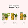 Chic Garden Hamper